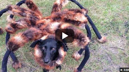 Mutant Giant Spider Dog (SA Wardega)